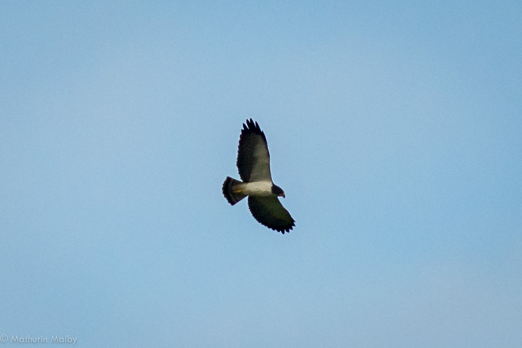 Short-tailed Hawk - ML83401861