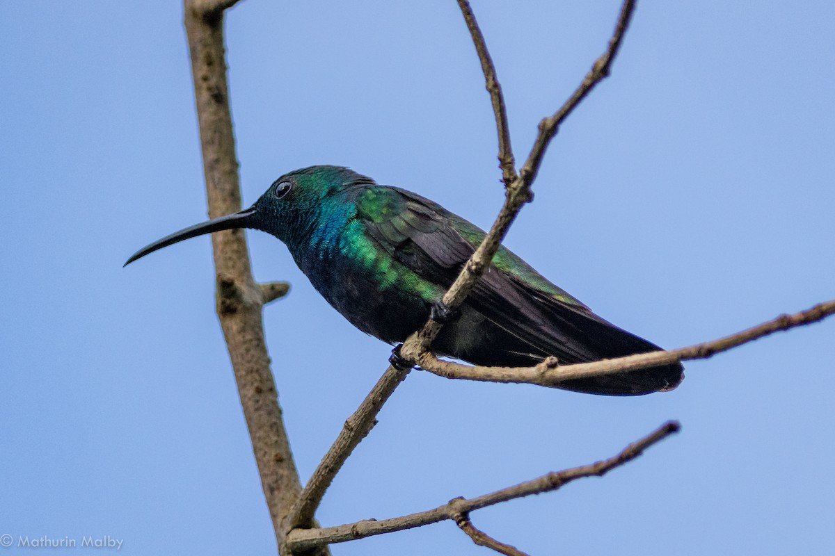 Green-throated Mango - ML83401901