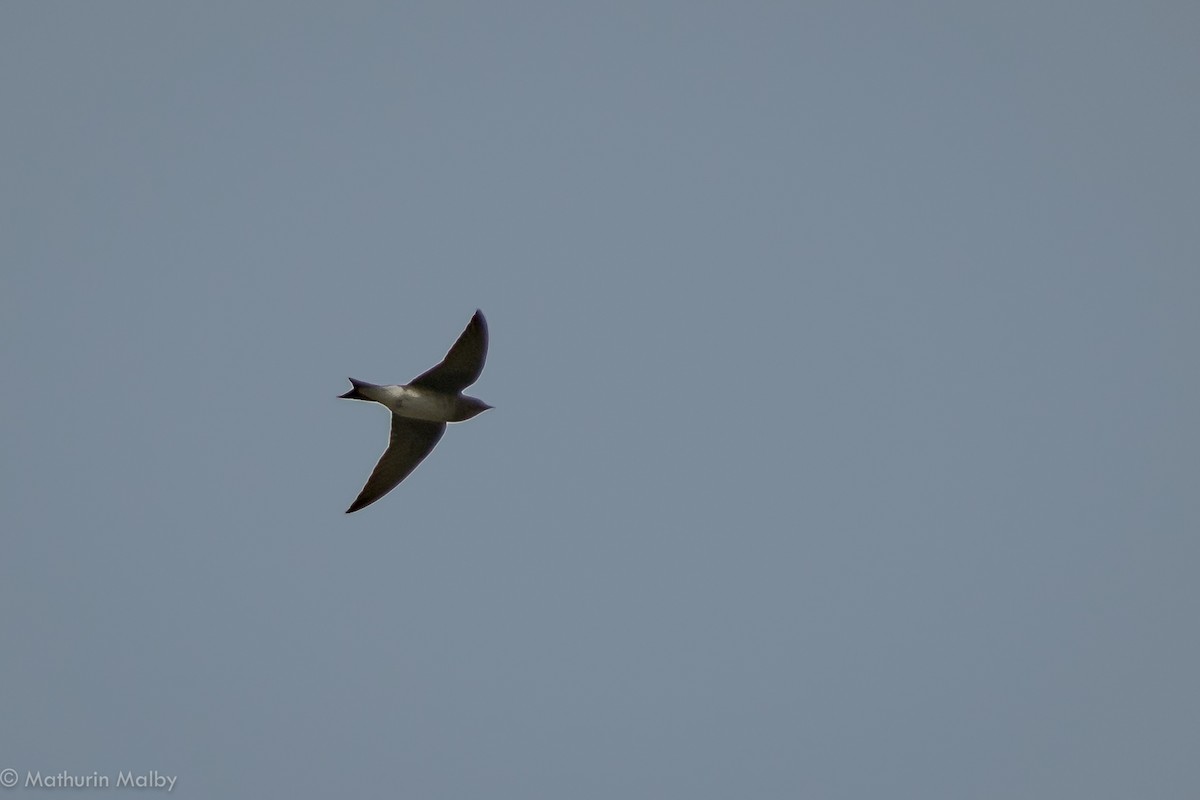 Gray-breasted Martin - ML83401931