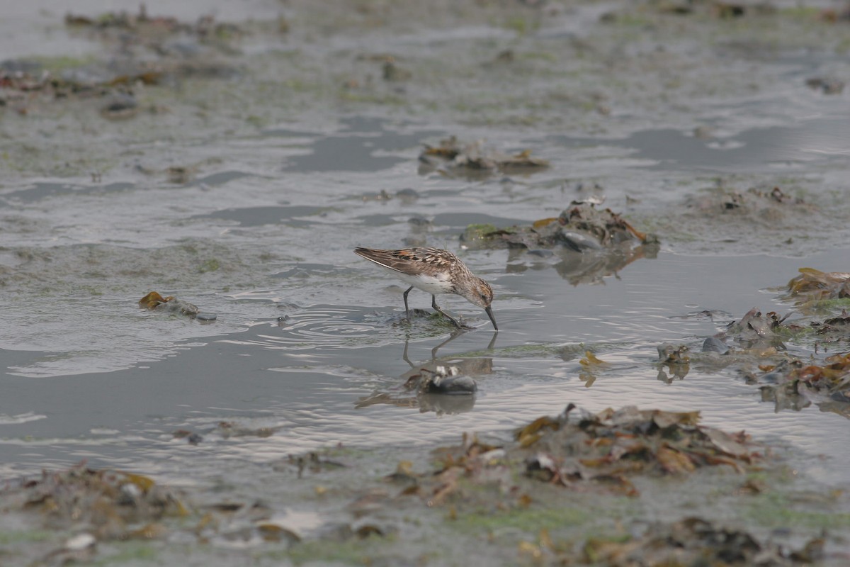 Western Sandpiper - ML83404011