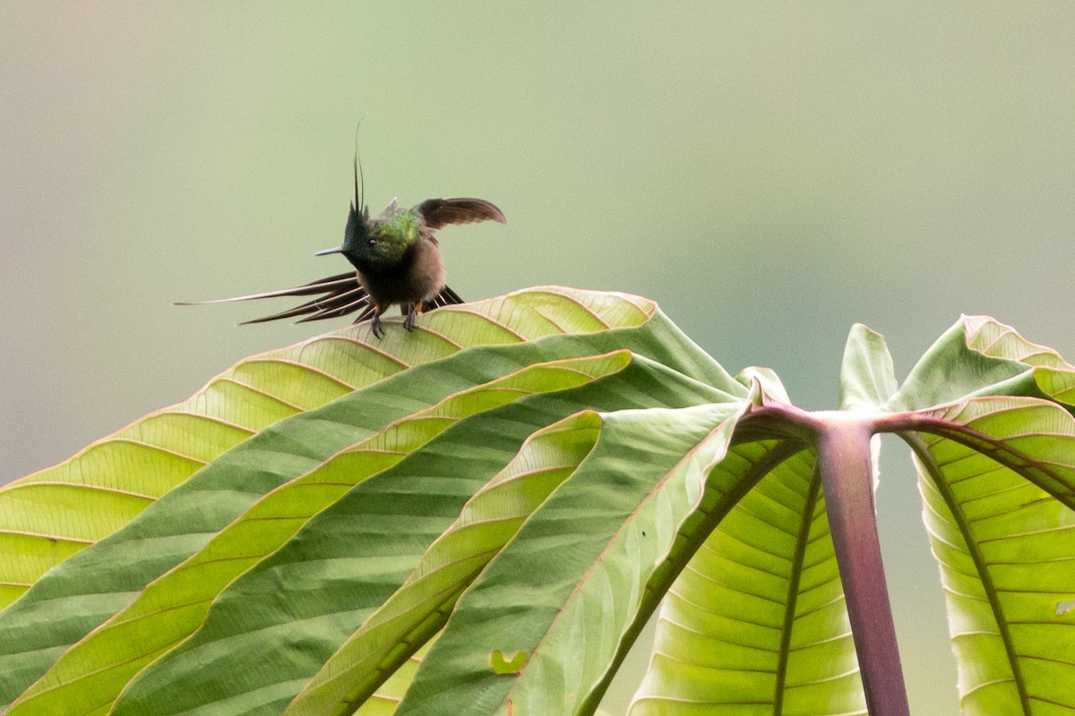 Wire-crested Thorntail - Rob Felix