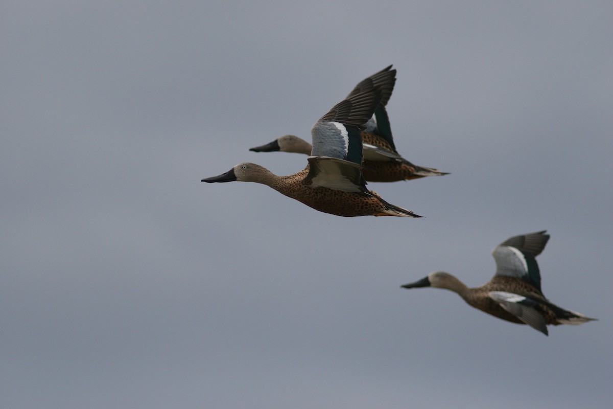 Red Shoveler - ML83404271