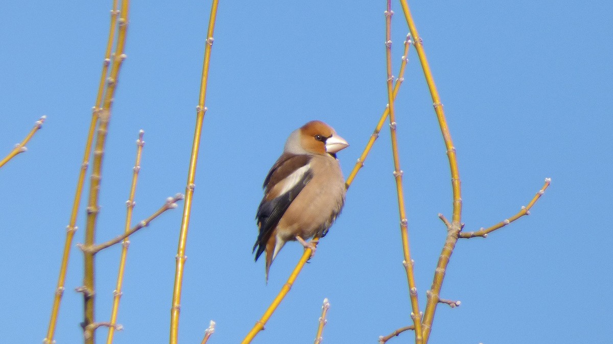 Hawfinch - Julian Muraveev