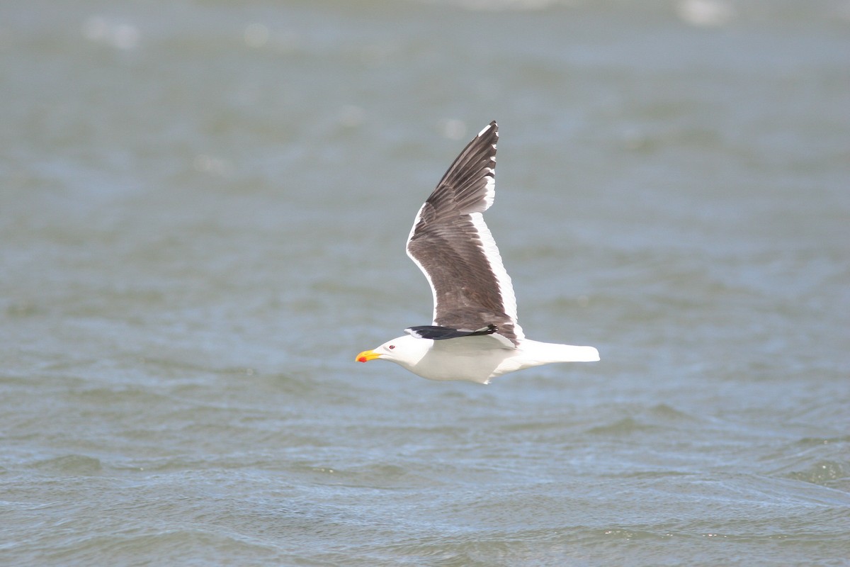 Kelp Gull - Markus Deutsch