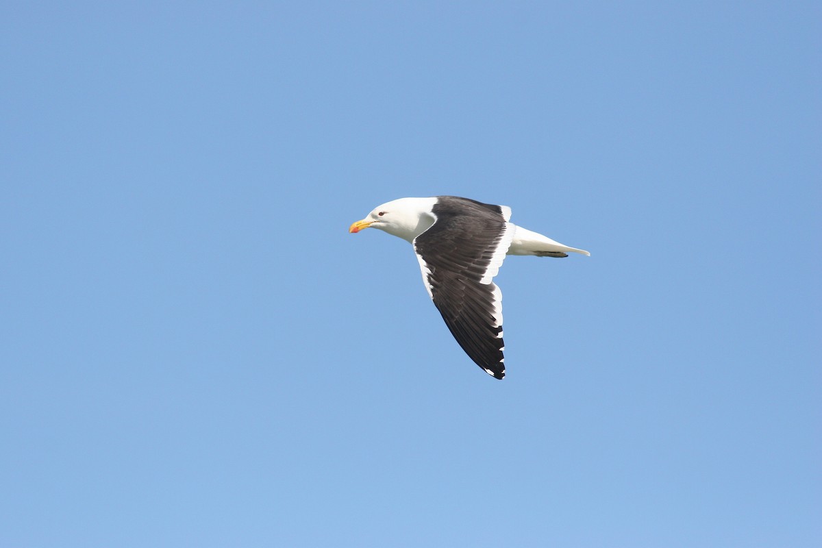 Kelp Gull - ML83404881