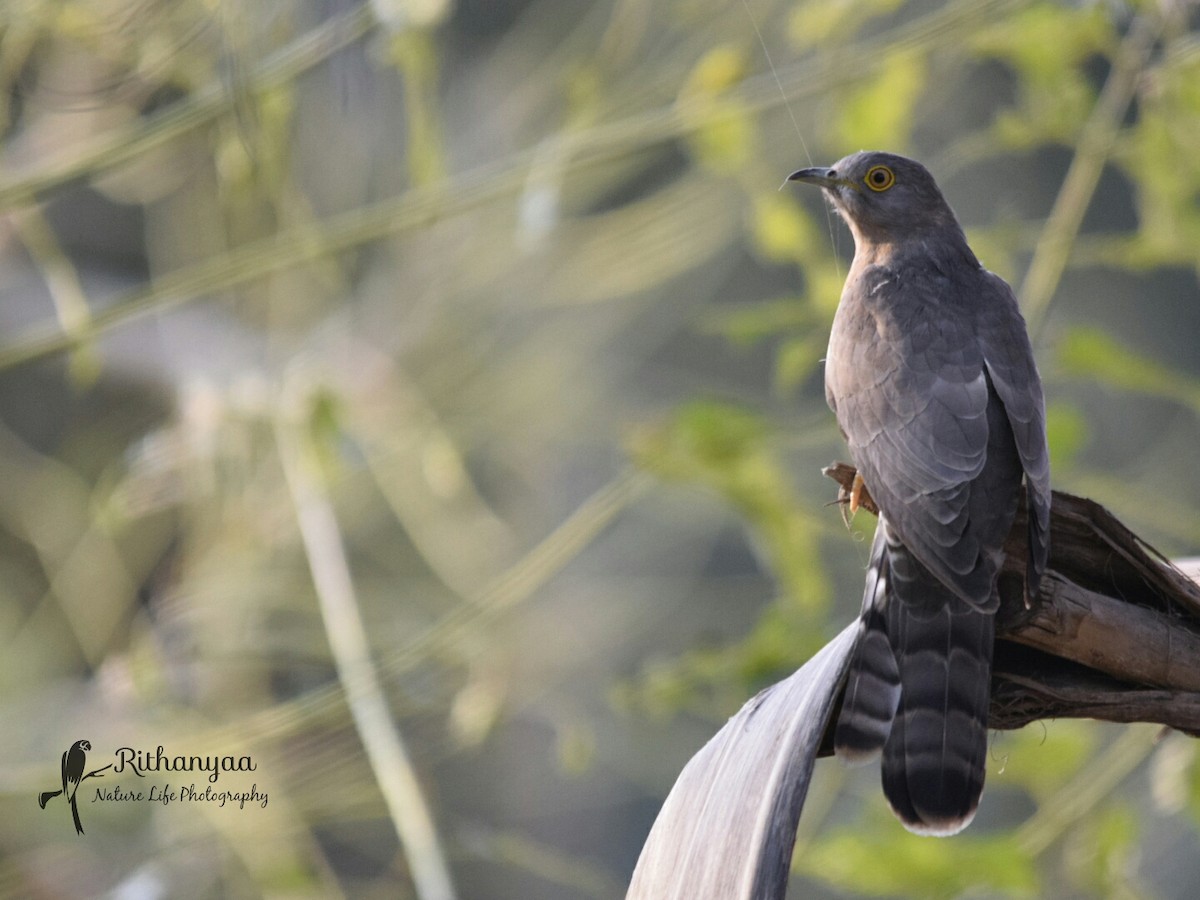 Common Hawk-Cuckoo - ML83405081