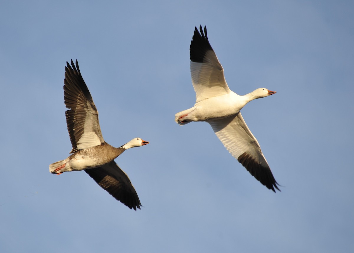 Snow Goose - Martina Nordstrand