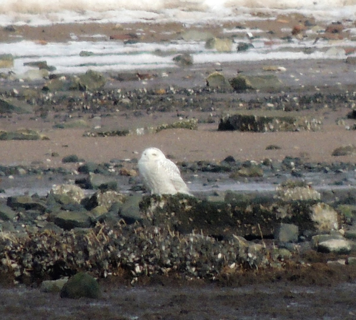 Snowy Owl - ML83408031