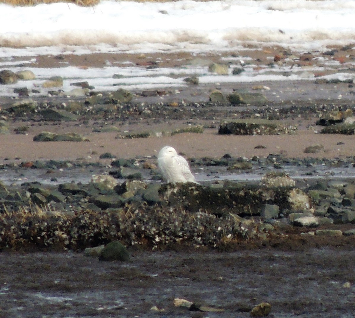 Snowy Owl - ML83408041