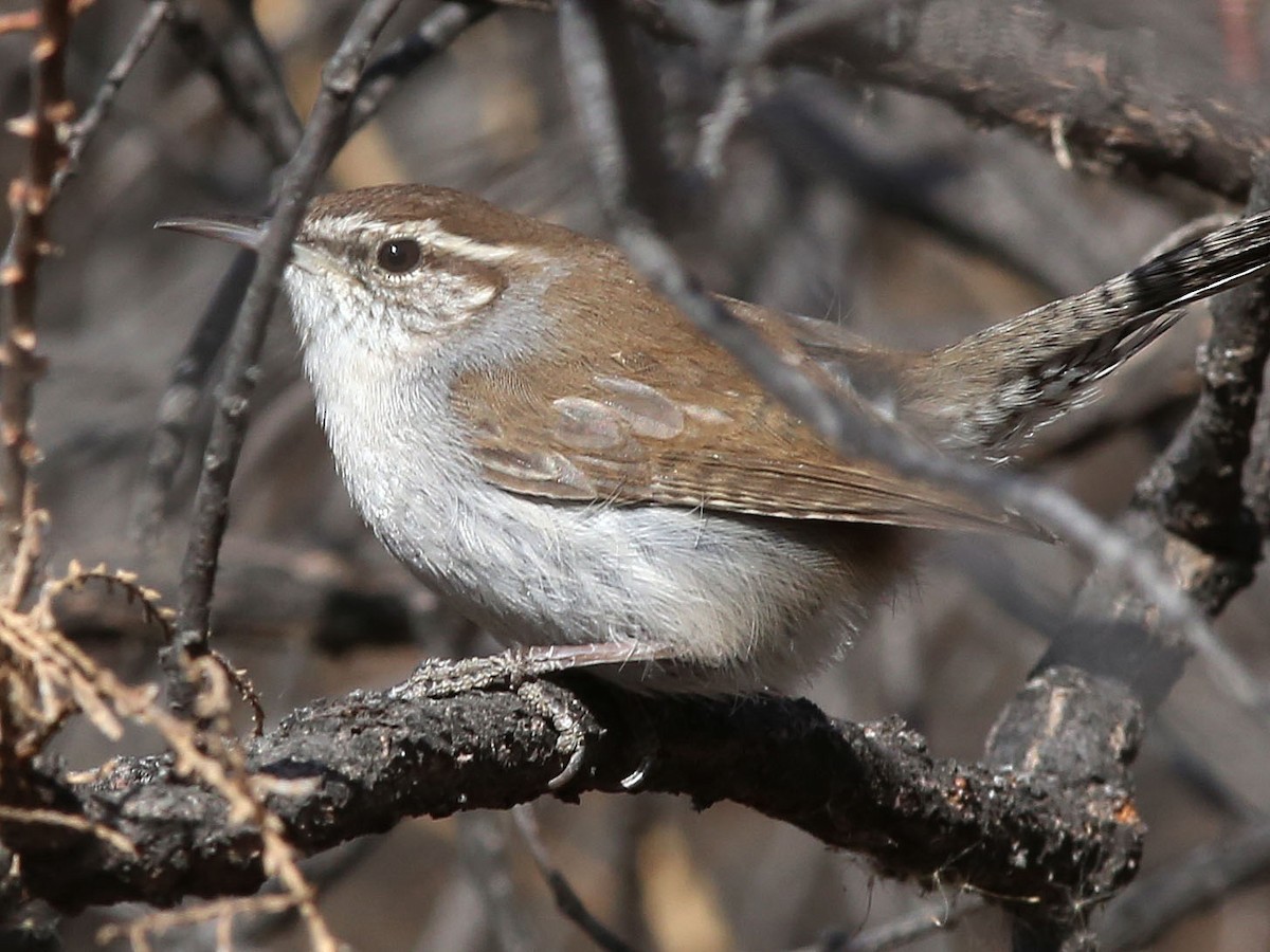 Bewick's Wren - David Sarkozi cc