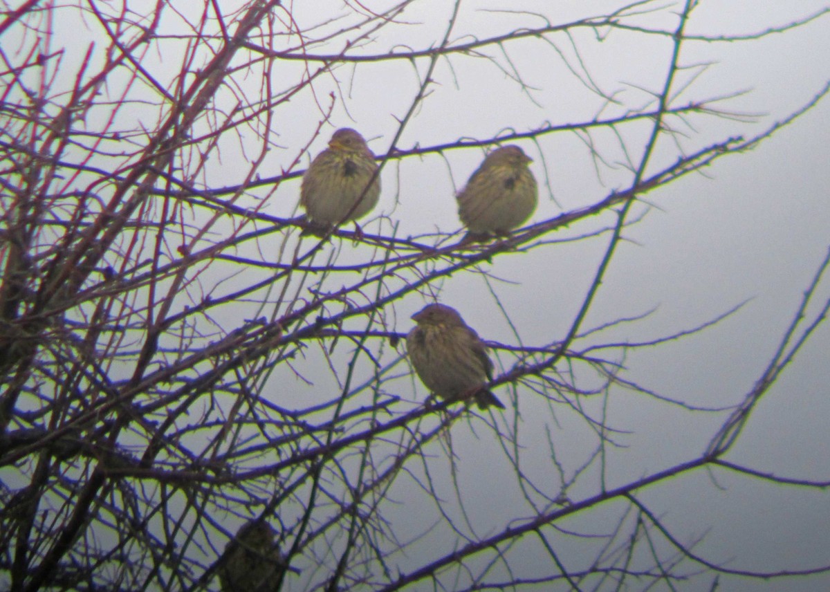 Corn Bunting - ML83408191