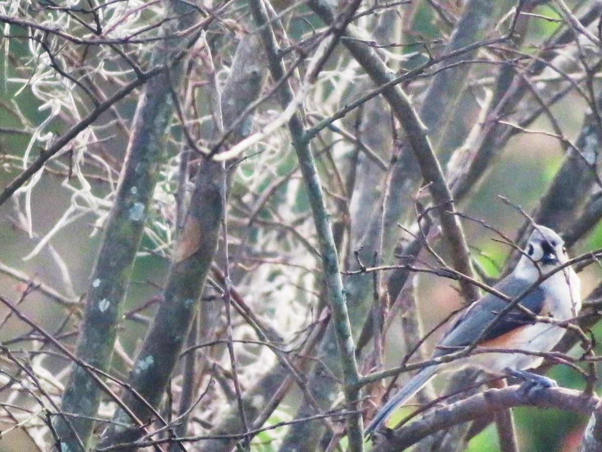 Tufted Titmouse - ML83408421