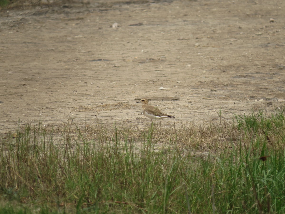 Oriental Plover - ML83412701