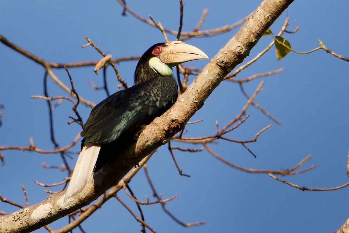 Wreathed Hornbill - ML83413441