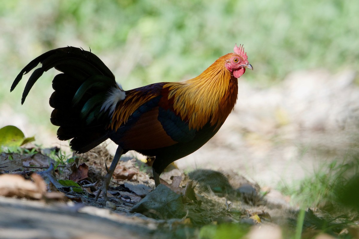 Red Junglefowl - ML83413451