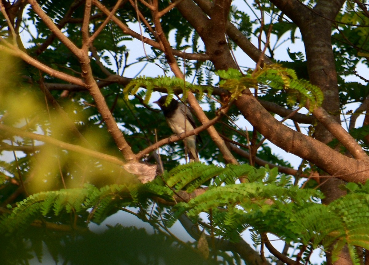 Black-headed Cuckooshrike - ML83413931