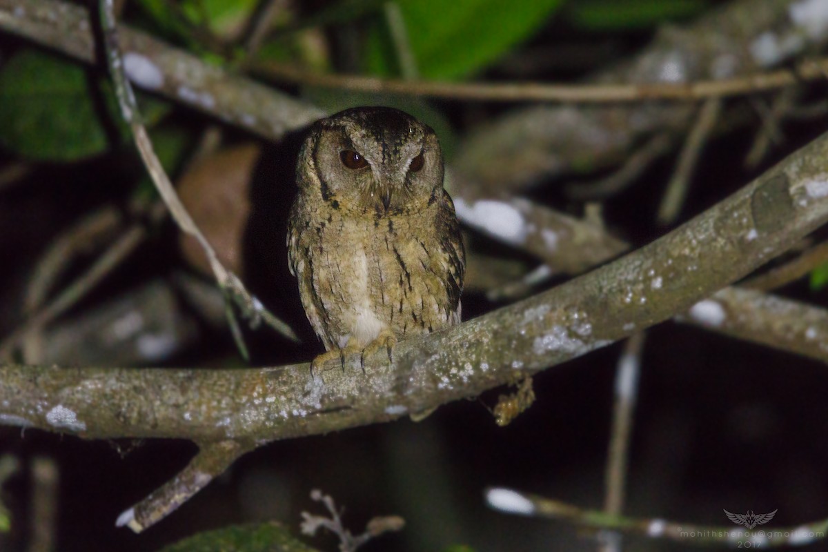 Indian Scops-Owl - ML83415991