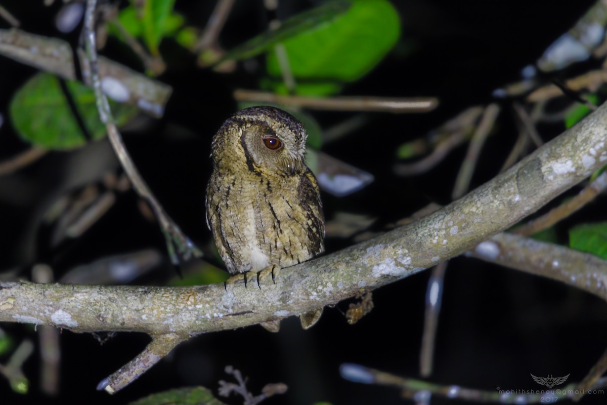 Indian Scops-Owl - ML83416001