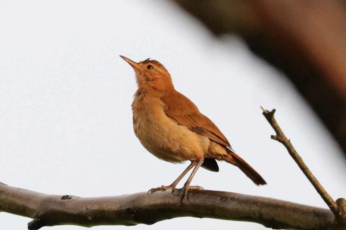 Rufous Hornero - ML83416181