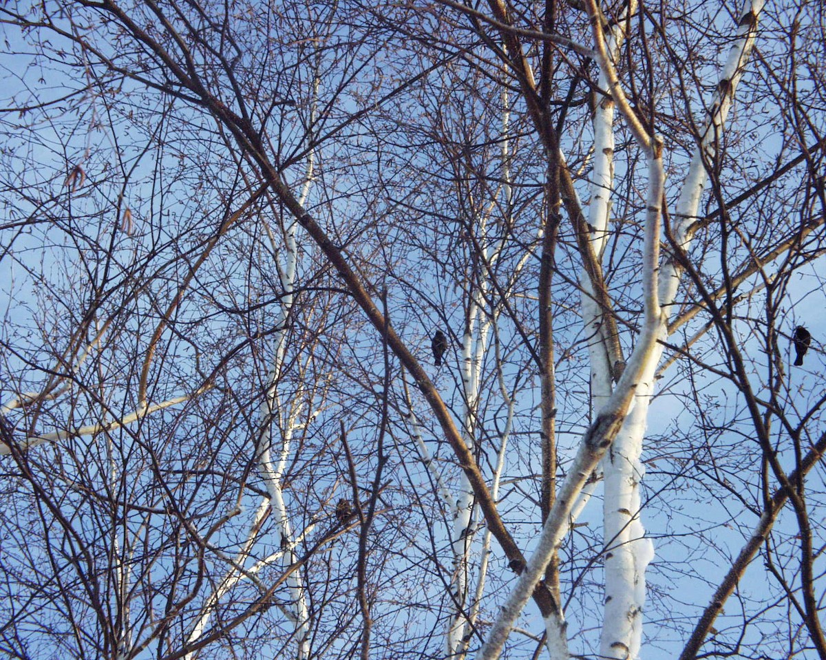 Rusty Blackbird - ML83417871