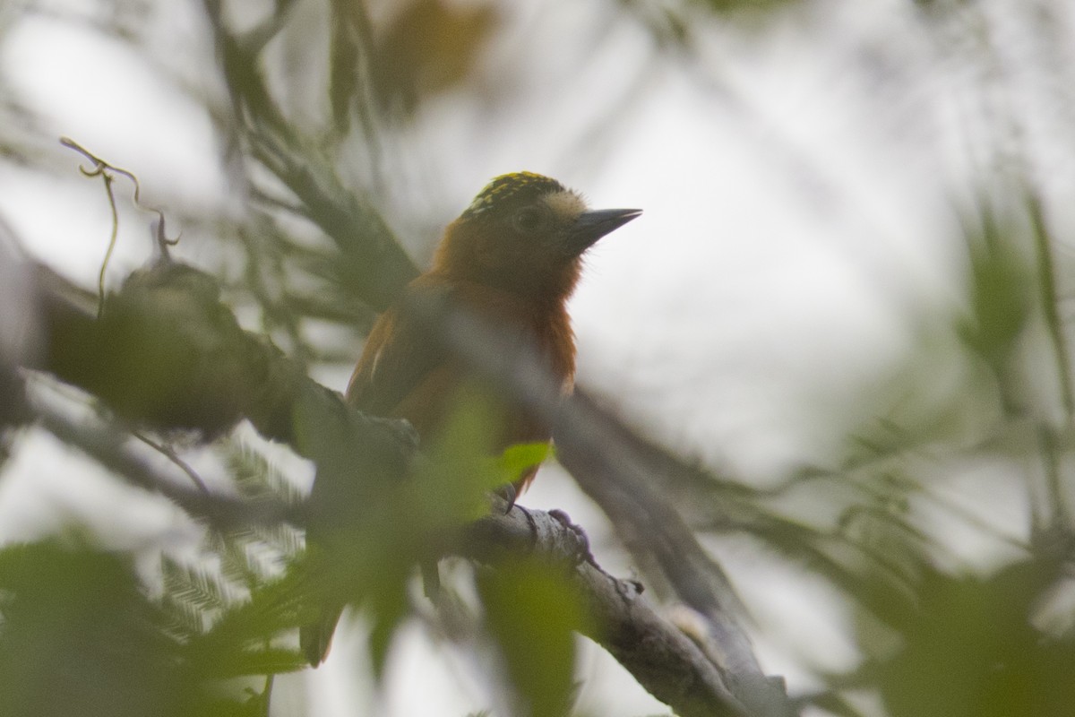 Chestnut Piculet - ML83418911