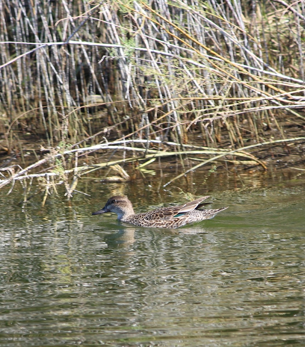 Green-winged Teal - ML83419711