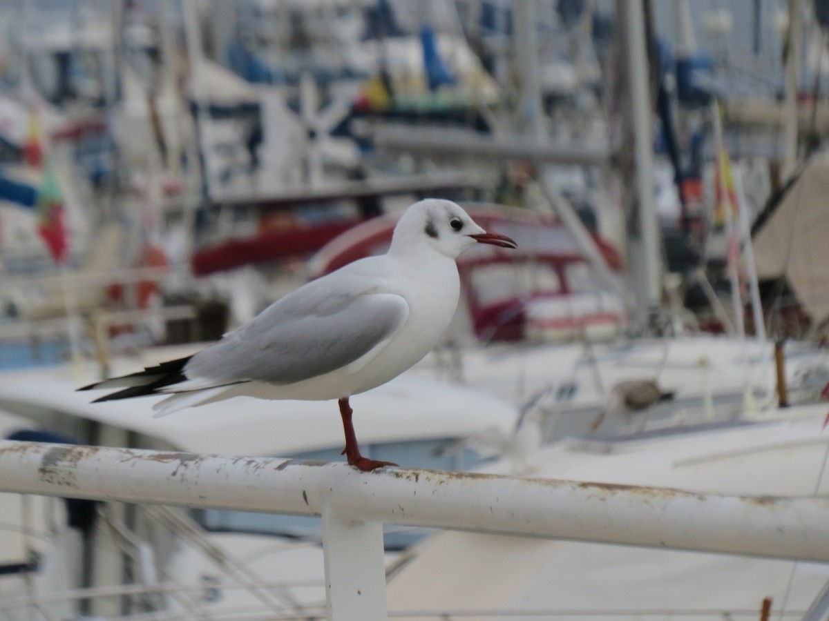 Mouette rieuse - ML83419731