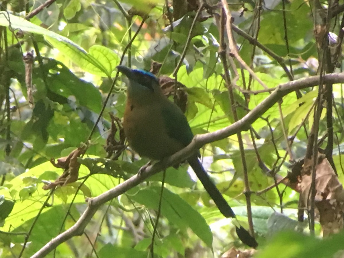 Diademmotmot - ML83420851