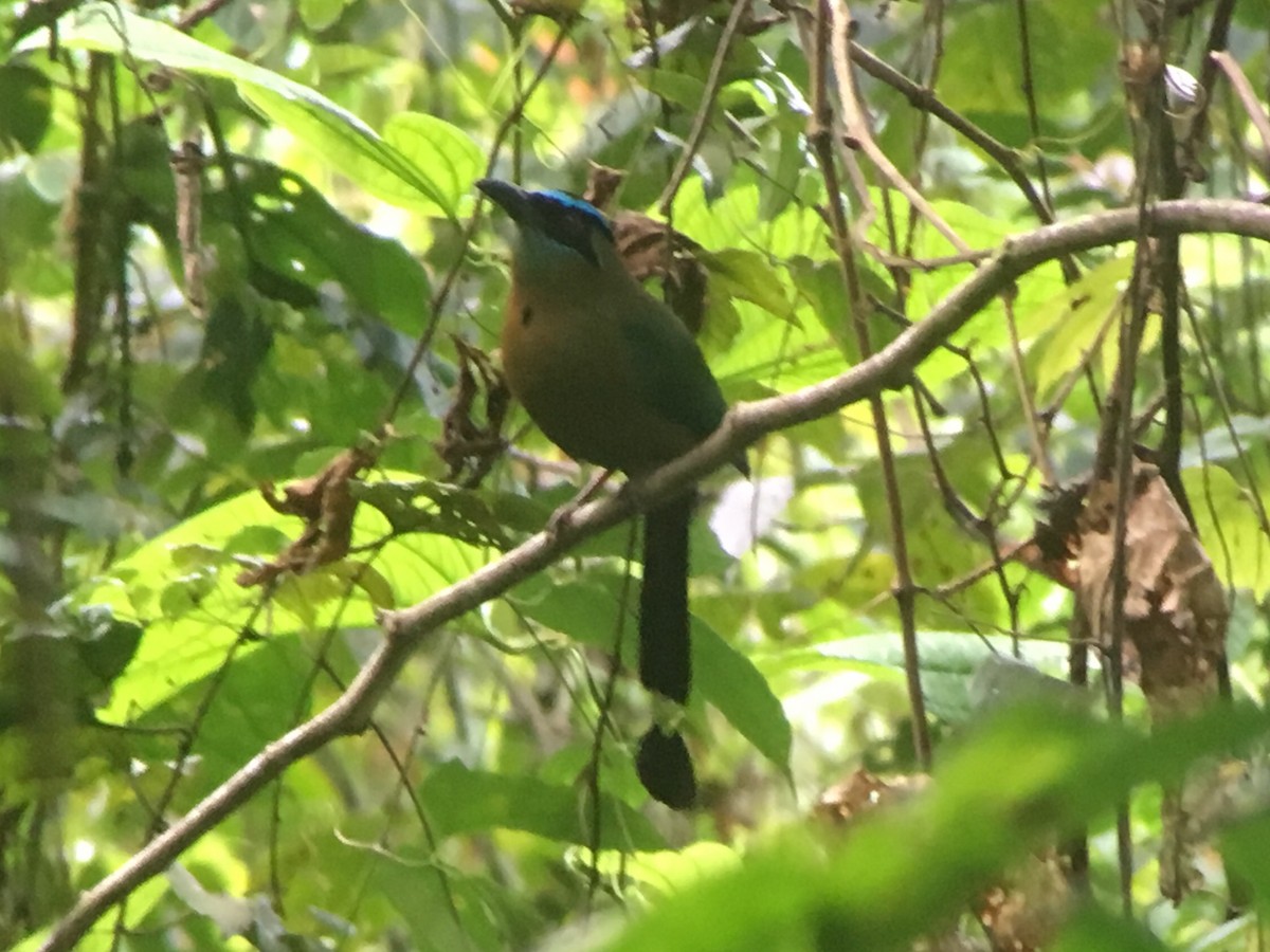 Diademmotmot - ML83420861