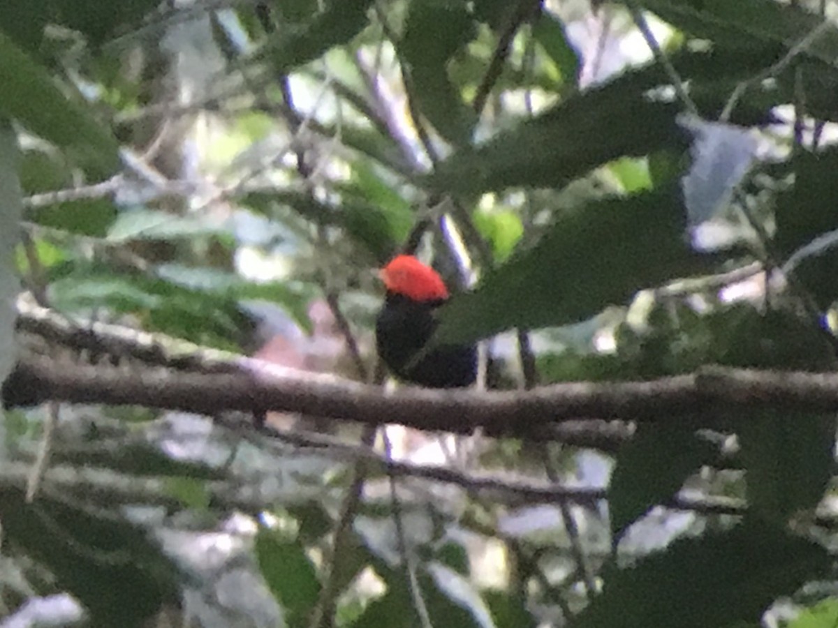 Red-capped Manakin - ML83420881