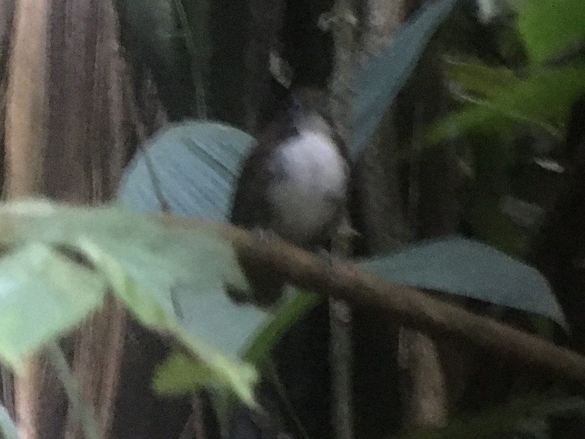 Bicolored Antbird - ML83420971