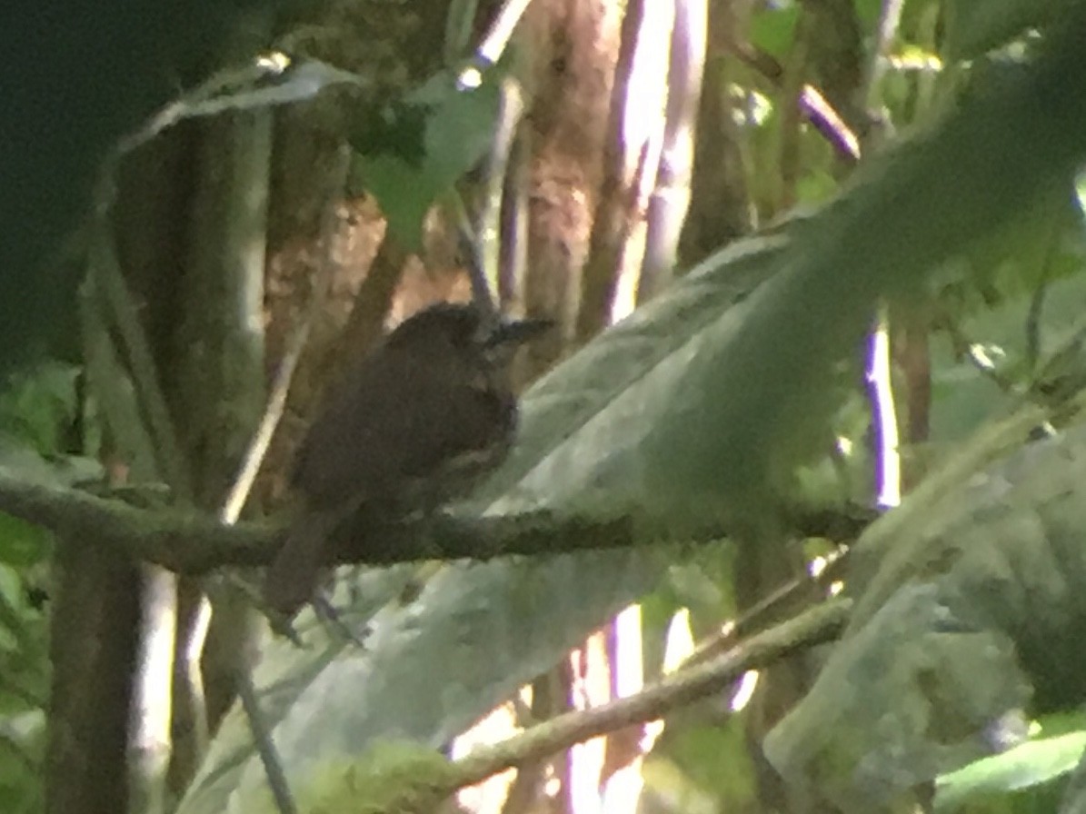 White-whiskered Puffbird - Larry Therrien