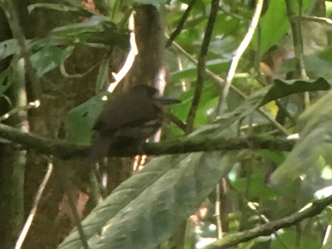 White-whiskered Puffbird - ML83421971