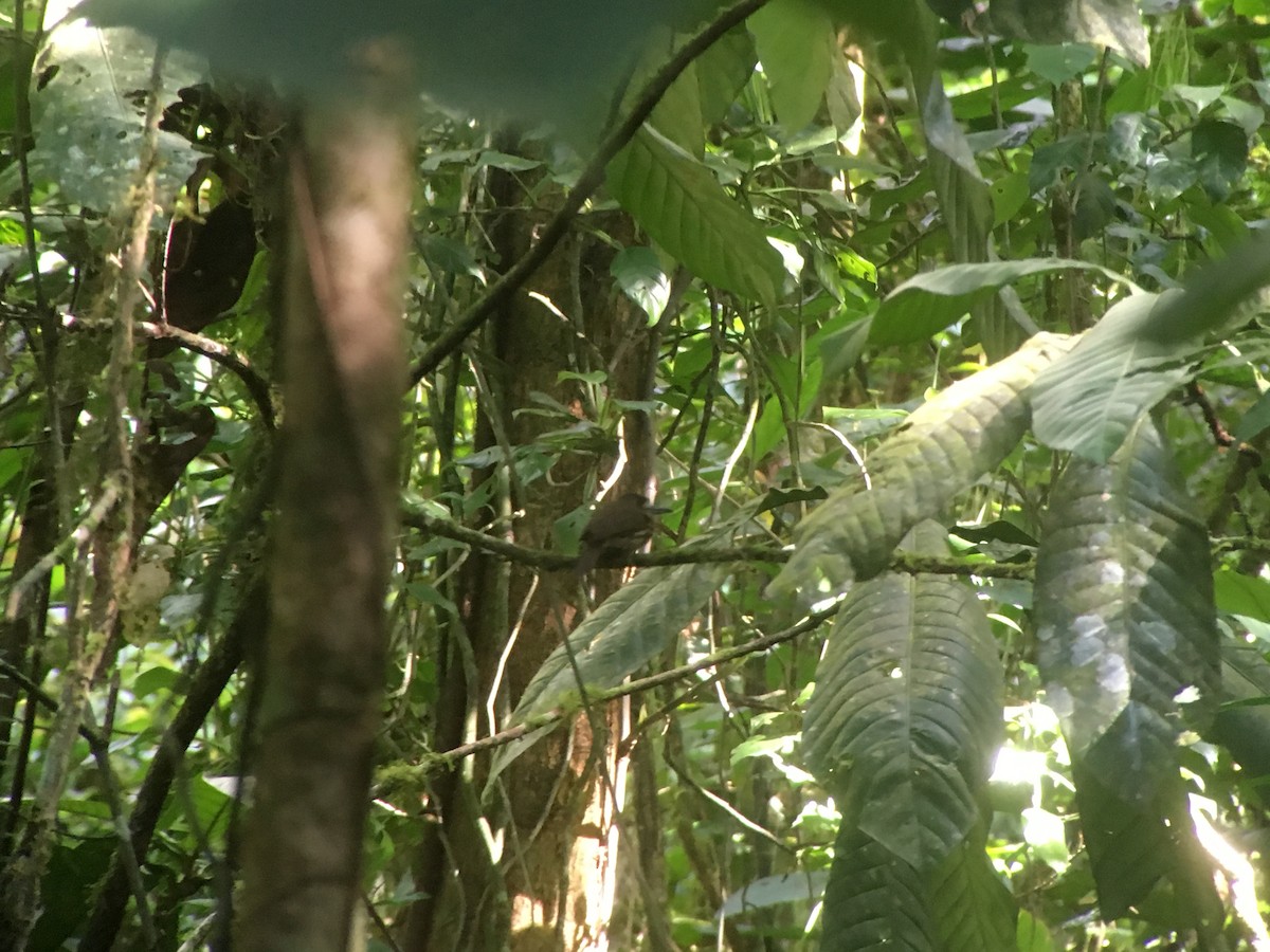 White-whiskered Puffbird - ML83422631