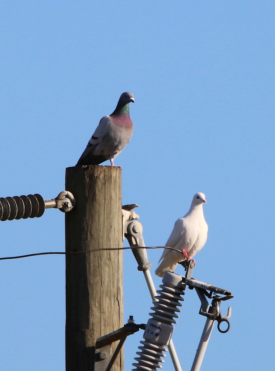 Rock Pigeon (Feral Pigeon) - ML83423231