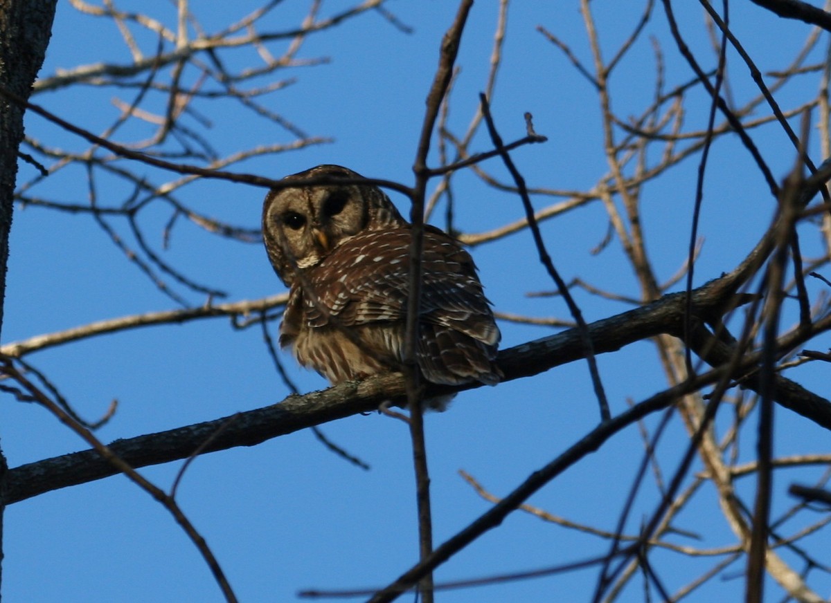 Barred Owl - ML83423471