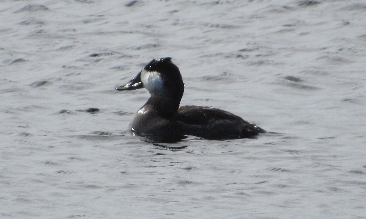 Ruddy Duck - ML83426981