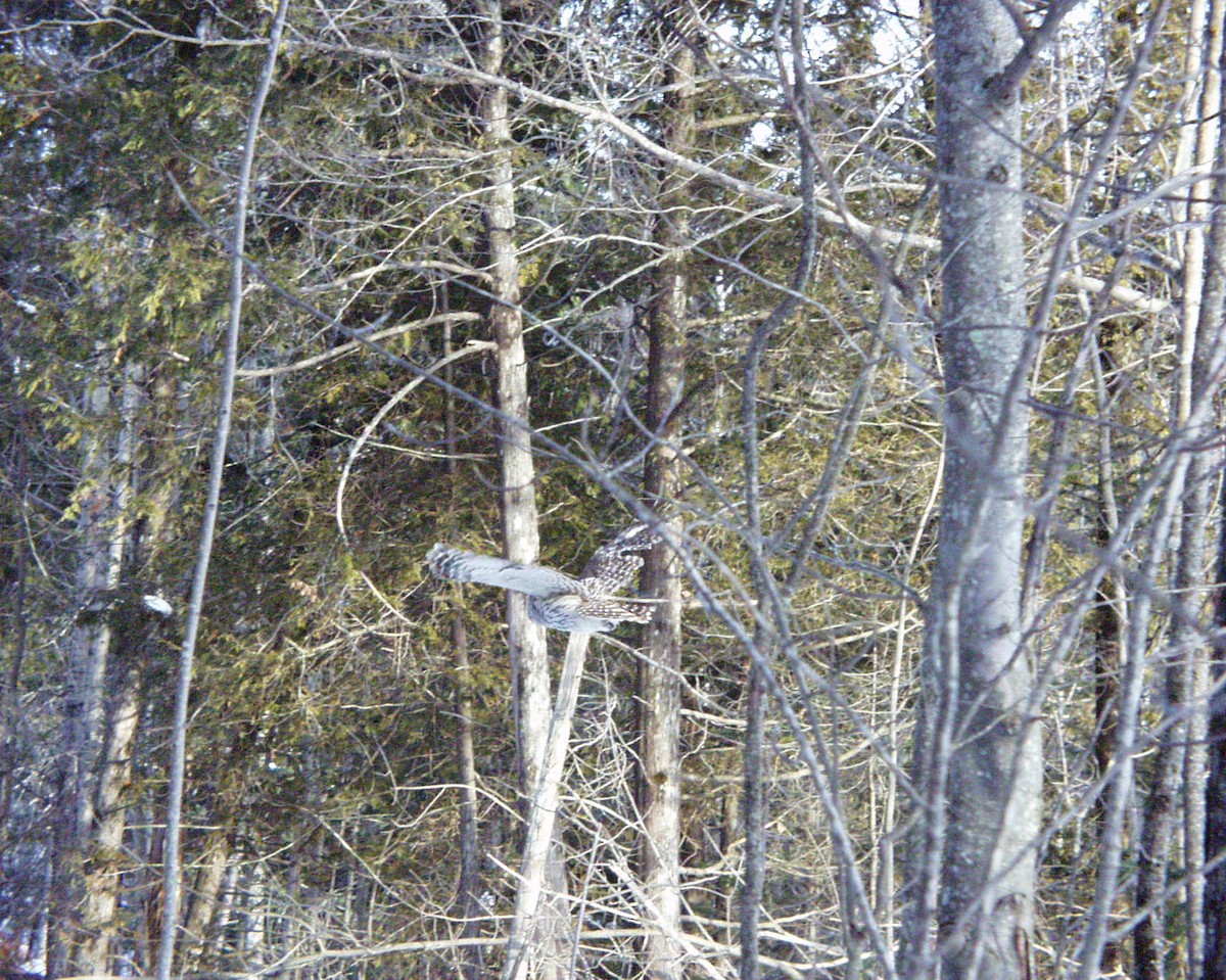 Barred Owl - ML83427281