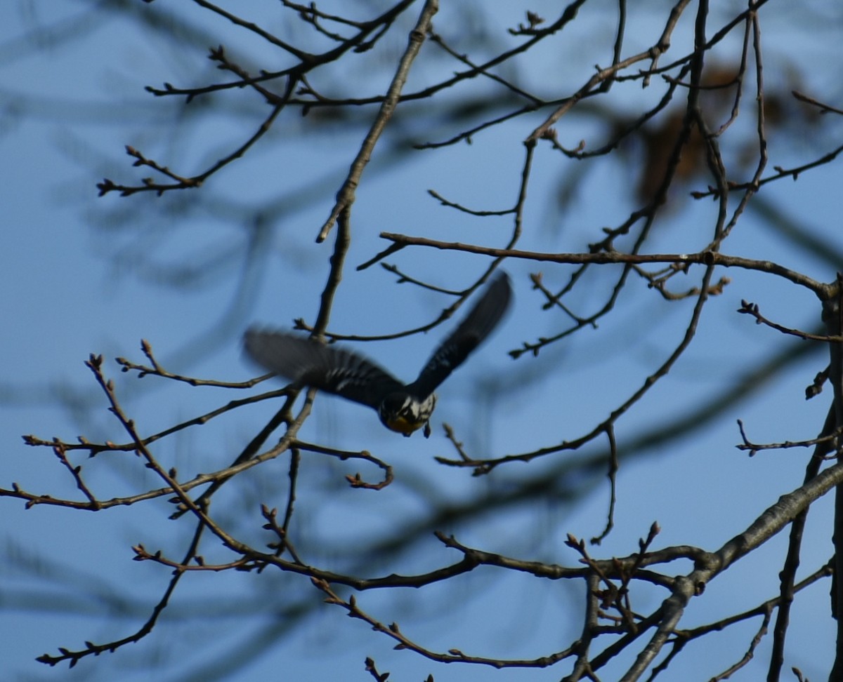 Yellow-throated Warbler - Maggee Smith