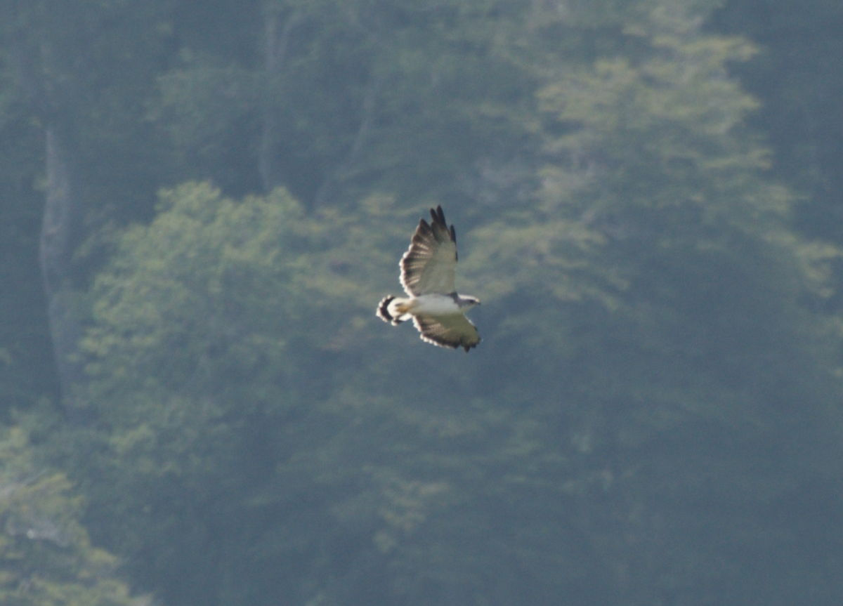 Variable Hawk - Benito Rosende Godoy