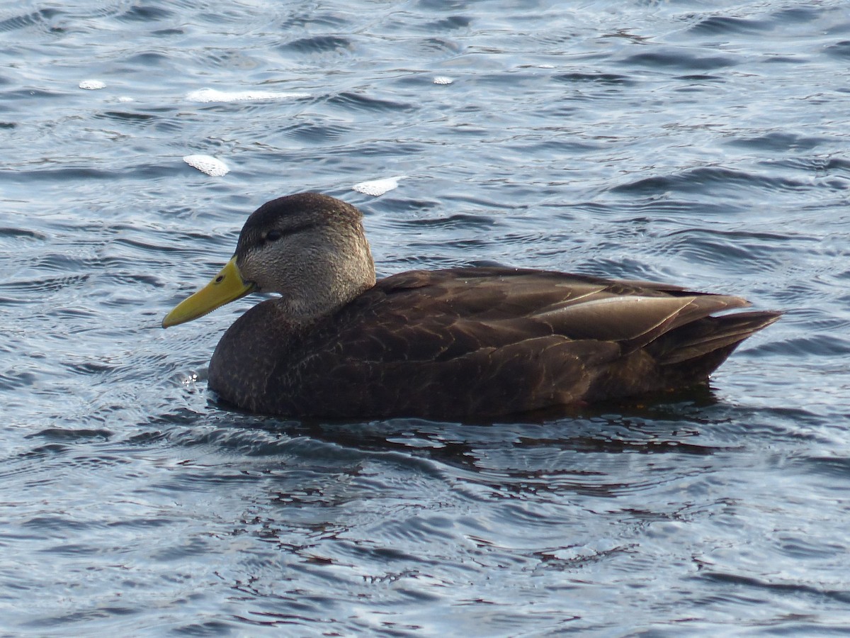 American Black Duck - Warren Dunlop