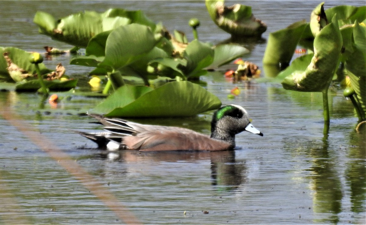 American Wigeon - ML83429451