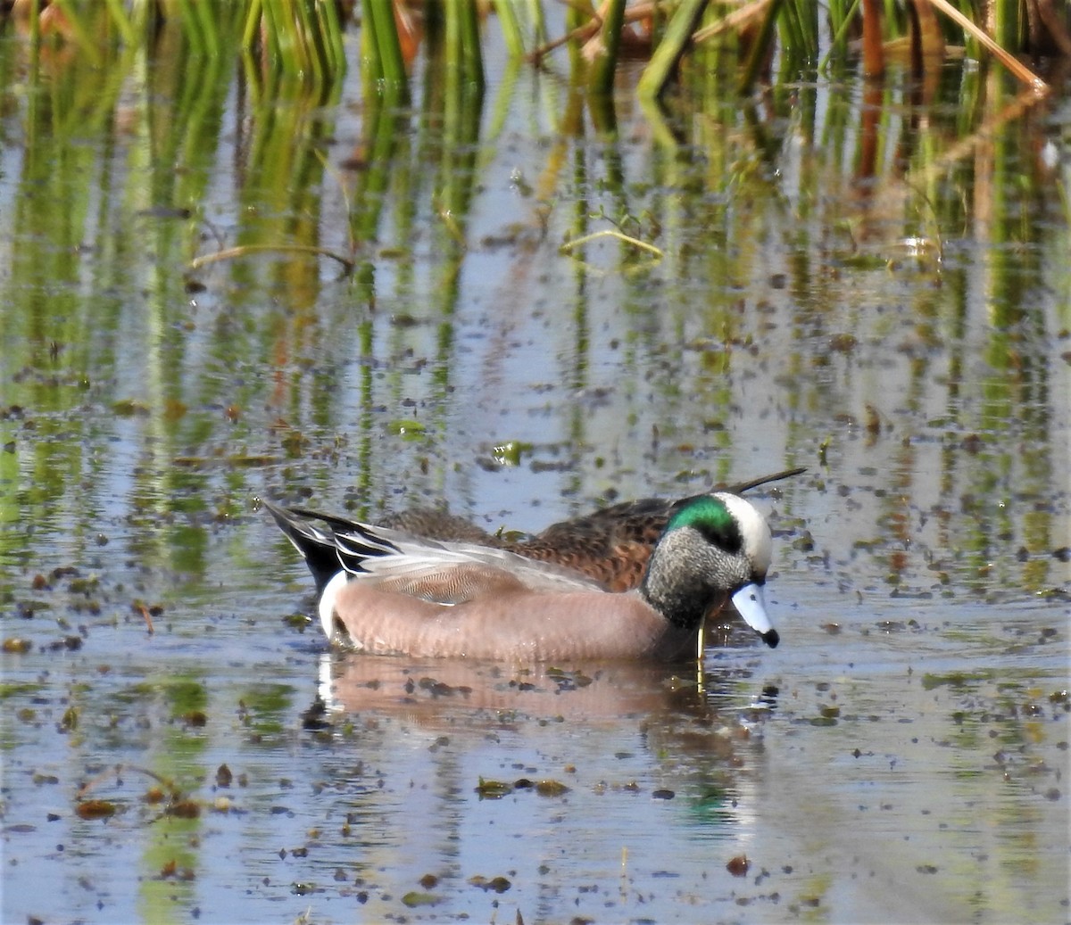 American Wigeon - david gabay