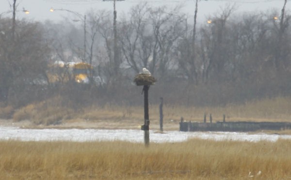 Snowy Owl - ML83429651