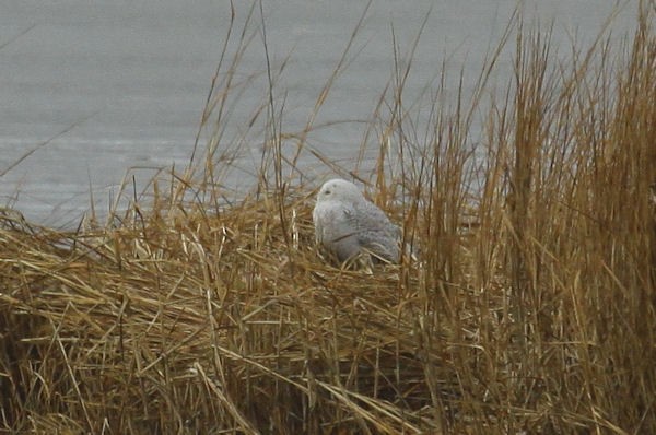 Snowy Owl - ML83429661