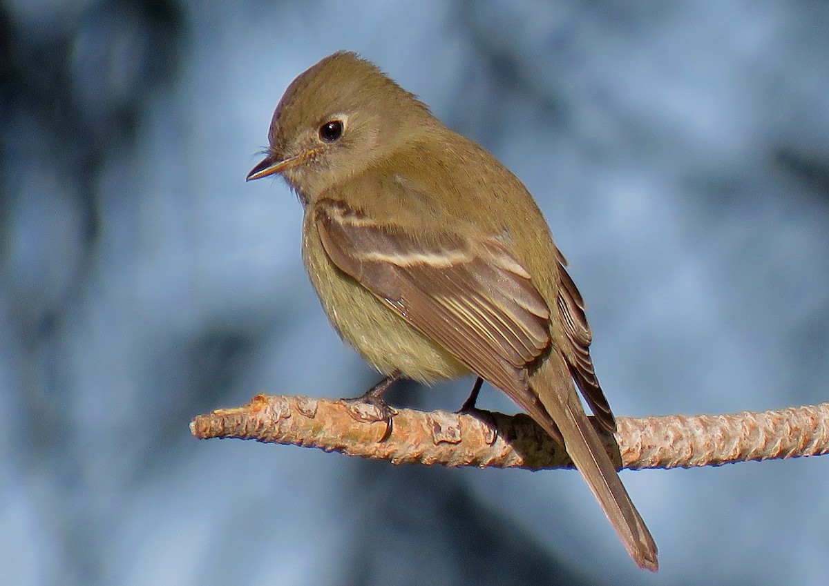 Hammond's Flycatcher - Jack Lindahl