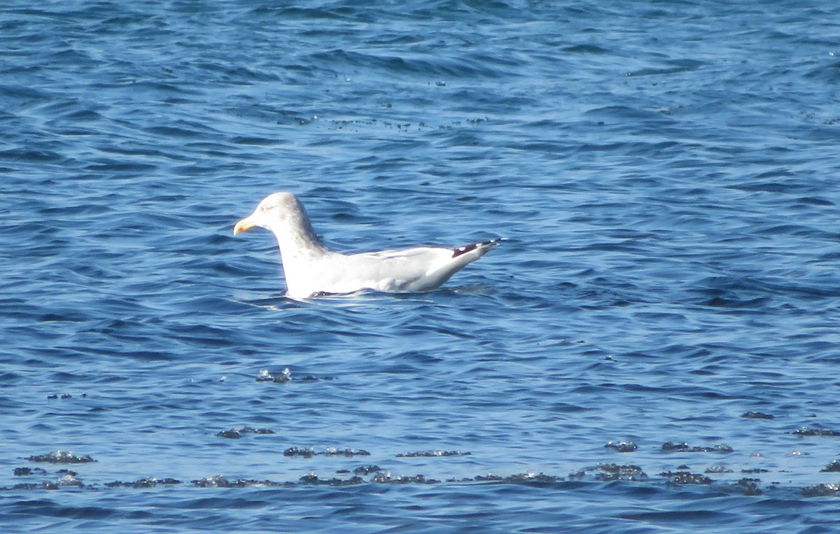 Herring Gull - ML83431841