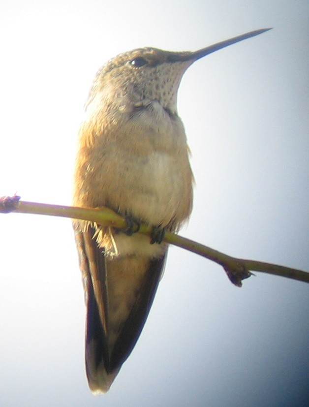 Broad-tailed Hummingbird - ML83432951