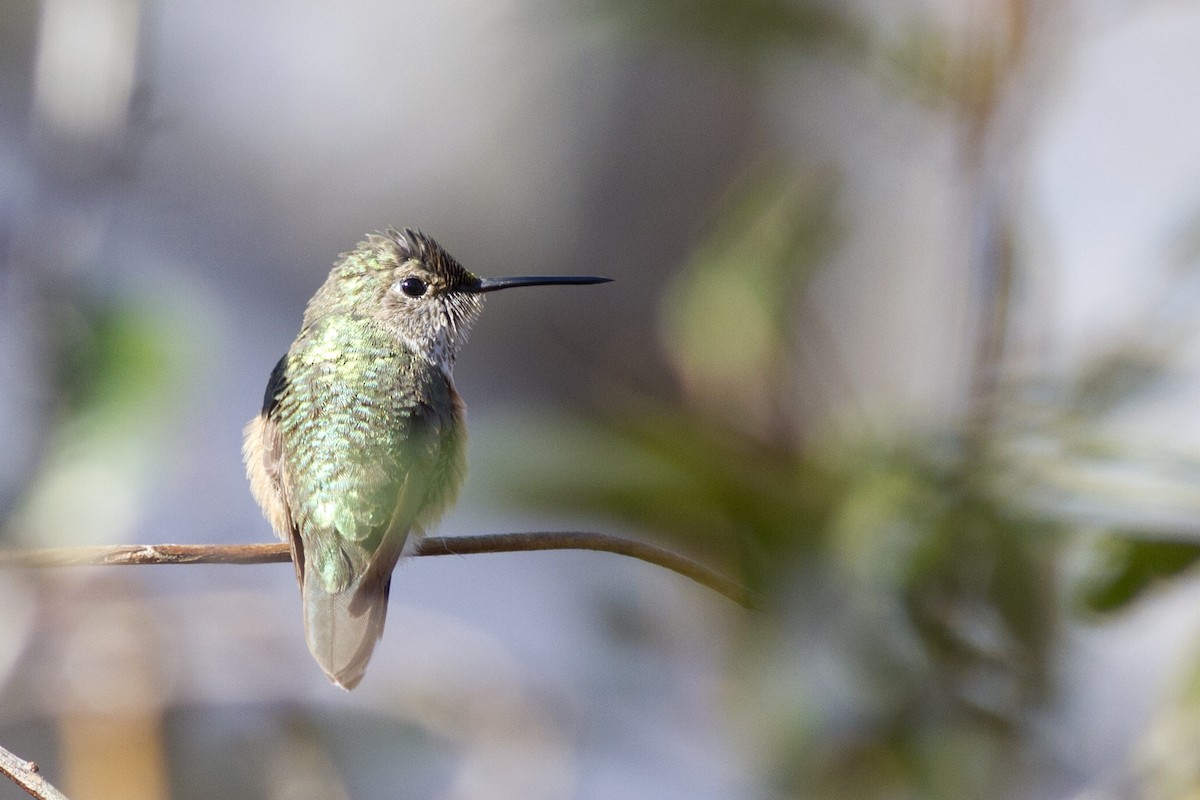 Broad-tailed Hummingbird - Samuel Paul Galick