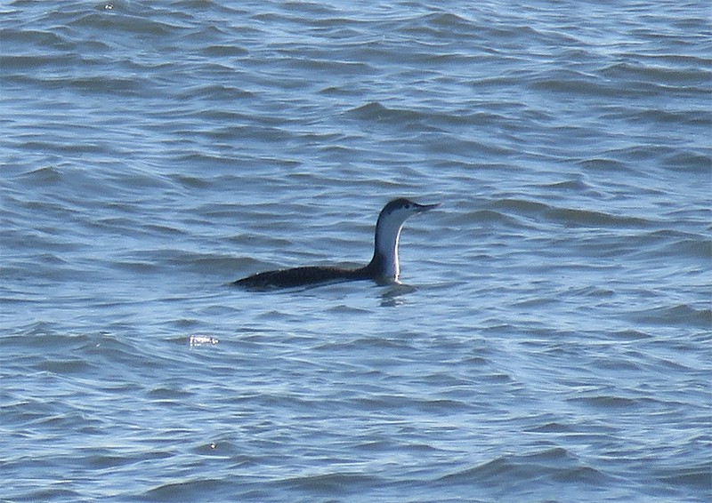 Red-throated Loon - Karen Lebing